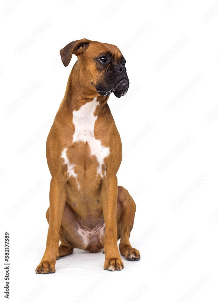 big dog on a white background, boxer breed