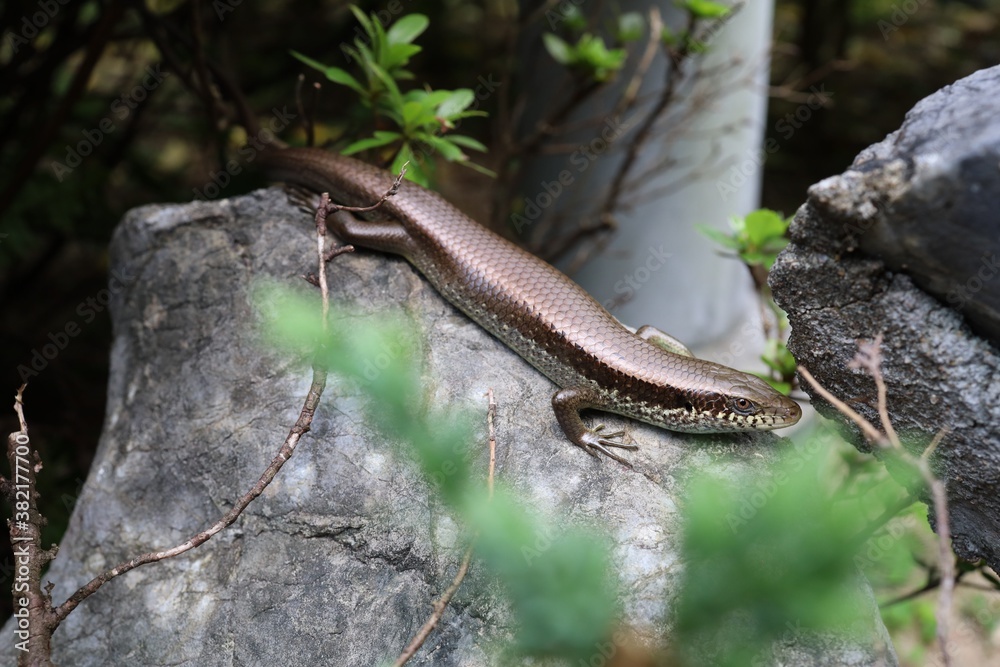 lizard on a rock stone garden nature closeup lizard on a rock stone garden nature closeup