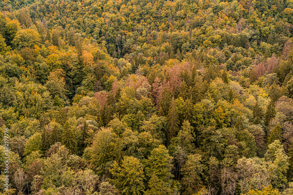 Colorful autumn forest landscape, aerial view
