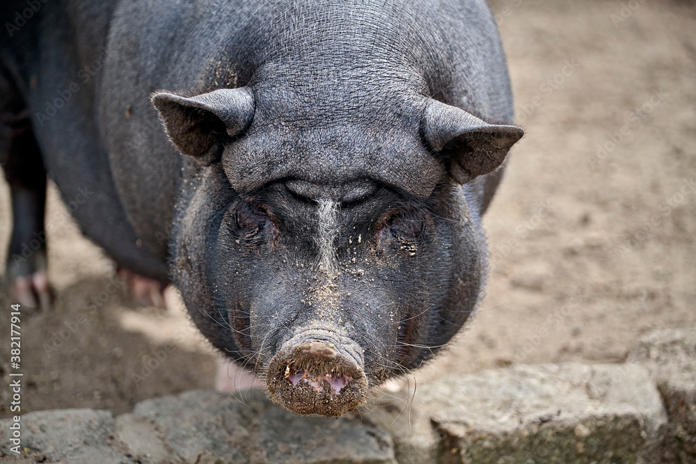 Minischwein ( Sus scrofa f. domesticus ). Minischwein ( Sus scrofa f. domesticus ).