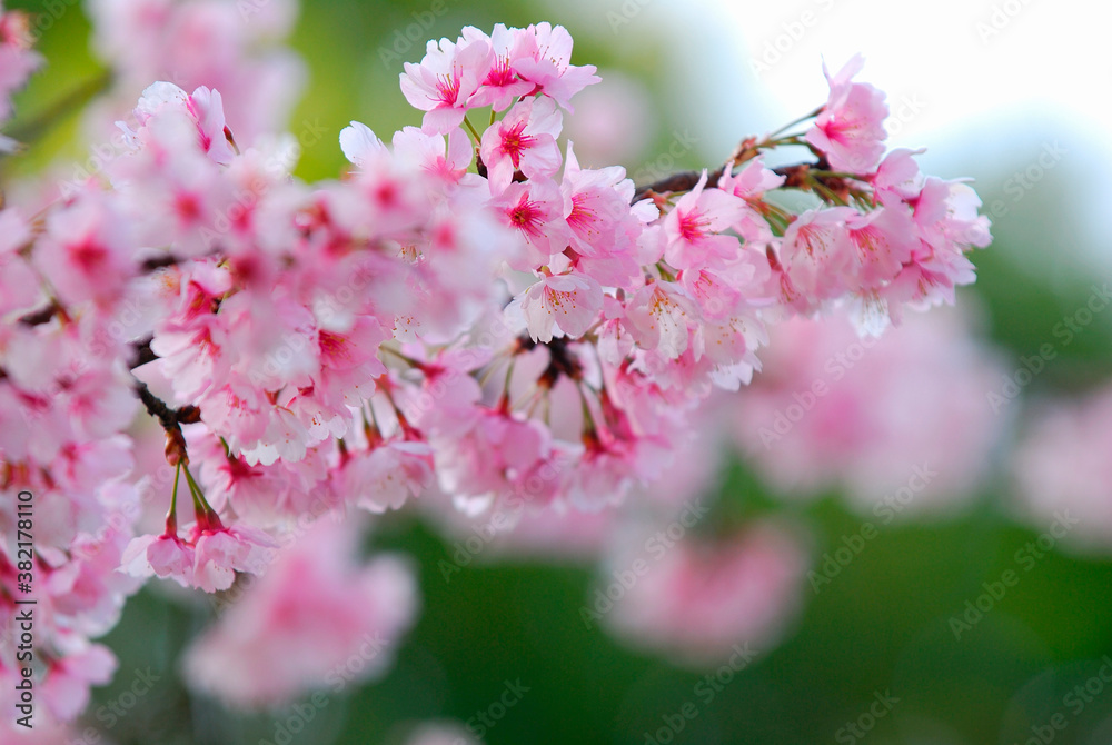 Fototapeta premium 桜