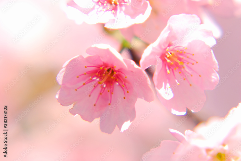 桜