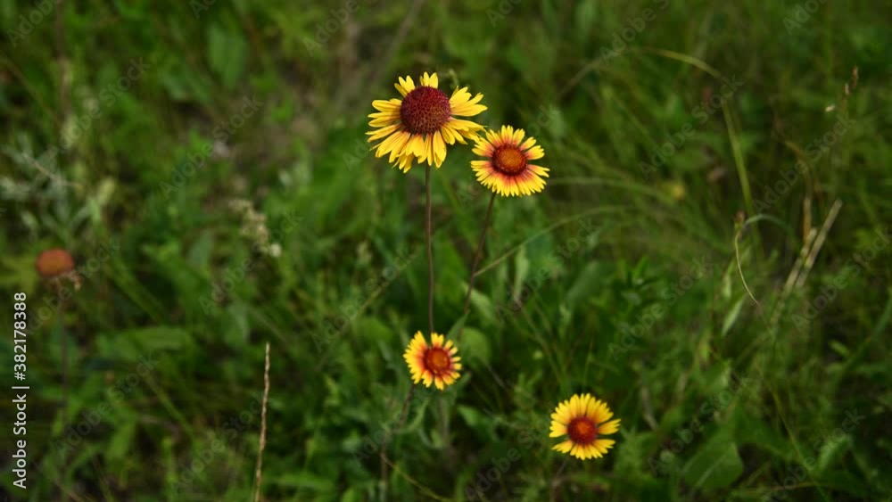 Macro video of four bright yellow and orange Great Blanketflower wildflowers moving rapidly in the wind with a dark green background.
Macro video of four bright yellow and orange Great Blanketflower wildflowers moving rapidly in the wind with a dark green background.