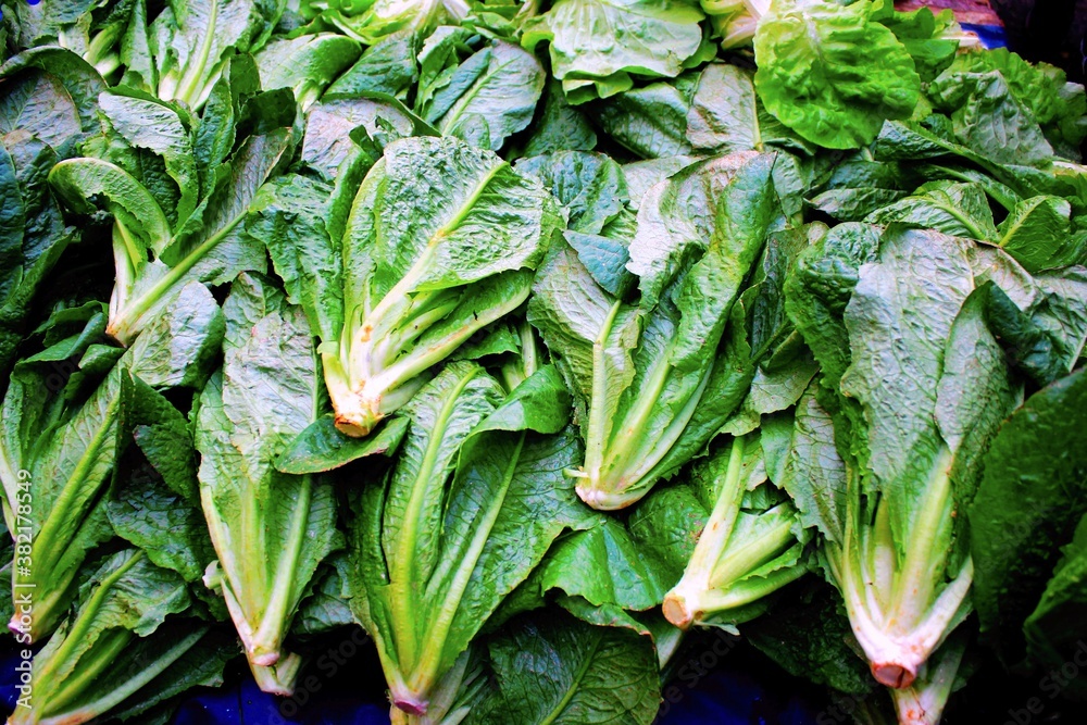 Stall with lettuce at street market Stall with lettuce at street market