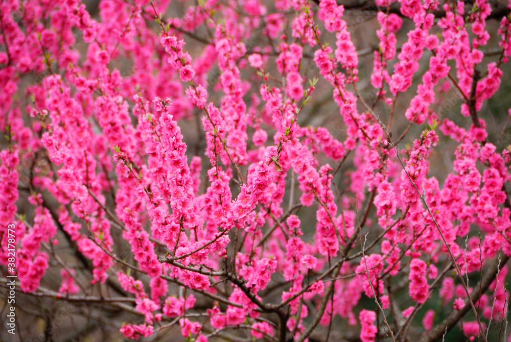 桃の花 桃の花