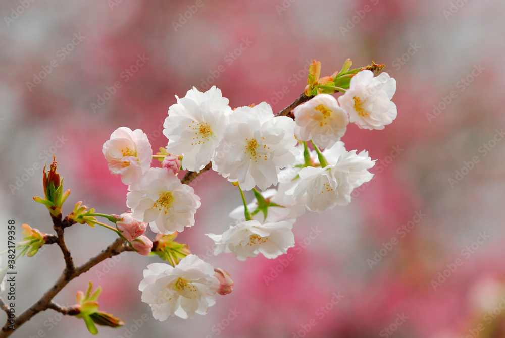 Fototapeta premium 桜