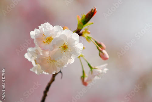 桜