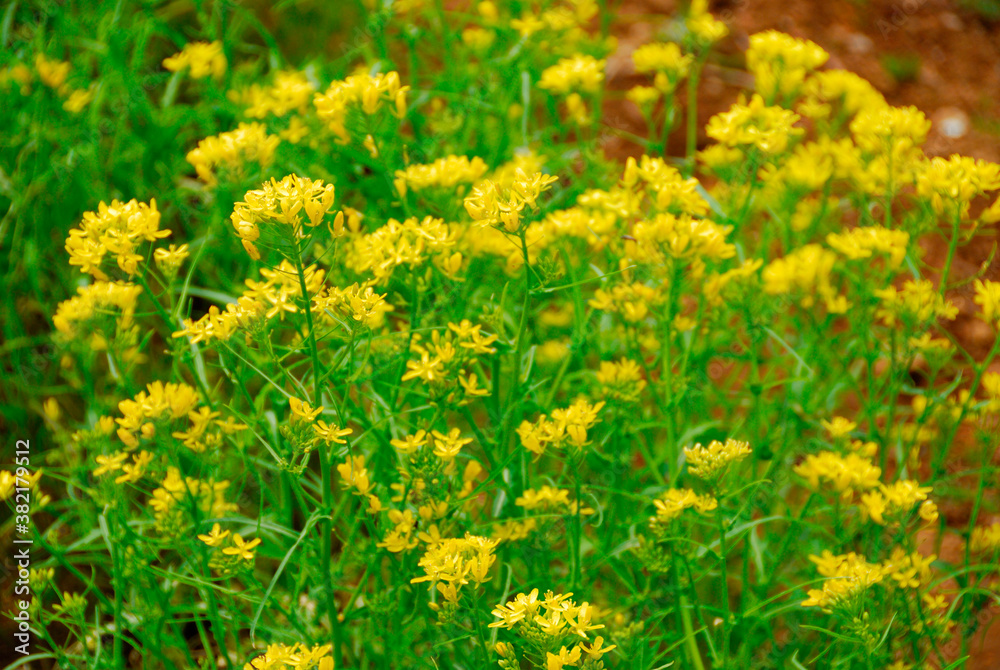 Obraz premium 菜の花