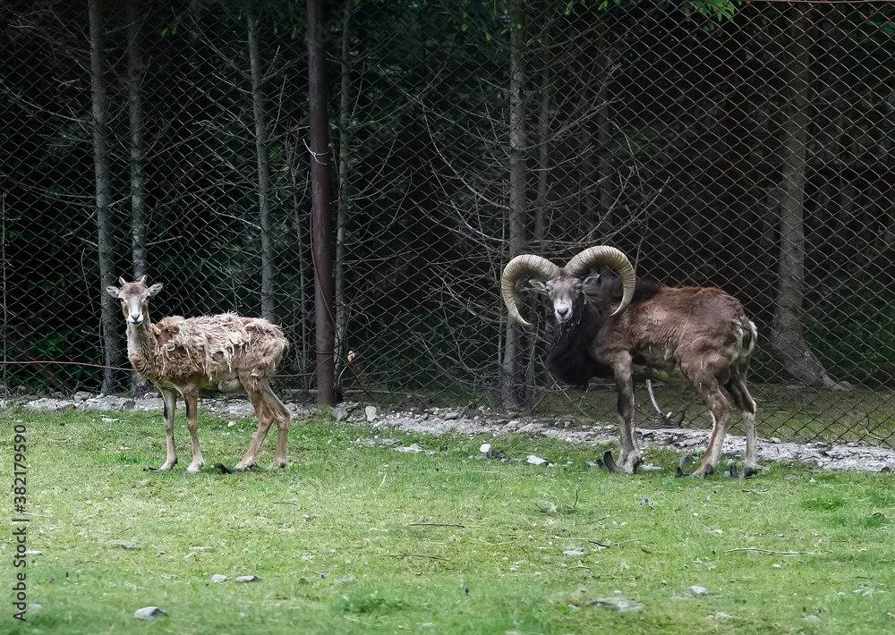 Mouflons Ovis gmelini on a farm in the Carpathian Mountains, Ukraine. Mouflons Ovis gmelini on a farm in the Carpathian Mountains, Ukraine.