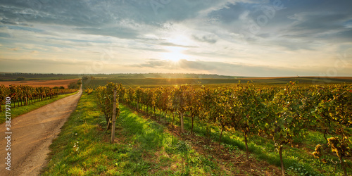 Beautiful view of autumn vineyards at sunset