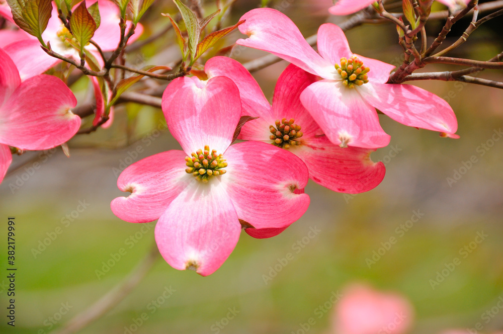 Obraz premium ハナミズキ