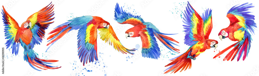 Fototapeta premium Ara parrots birds watercolor set. tropical wildlife