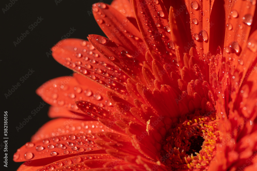 Flor Gerbera en los rayos del sol con gotas del agua foto de Stock | Adobe Stock Flor Gerbera en los rayos del sol con gotas del agua foto de Stock | Adobe Stock
