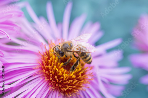 bee on pink flowers close up