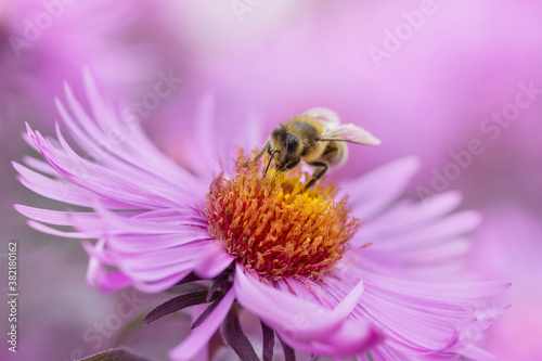 bee on pink flowers close up
