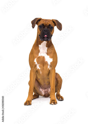 big dog on a white background  boxer breed