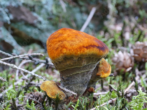 schöner Pilz auf einer kleinen Lichtung im Nadelwald