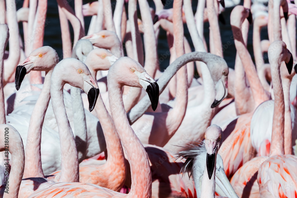 Obraz premium Flamands rose