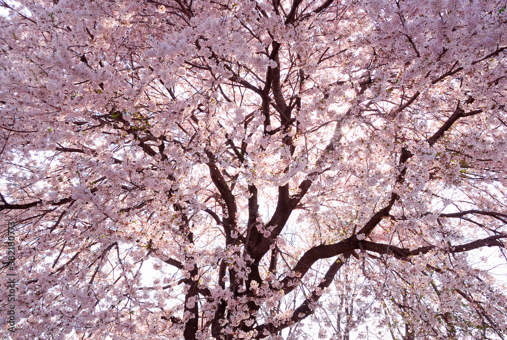 桜 桜