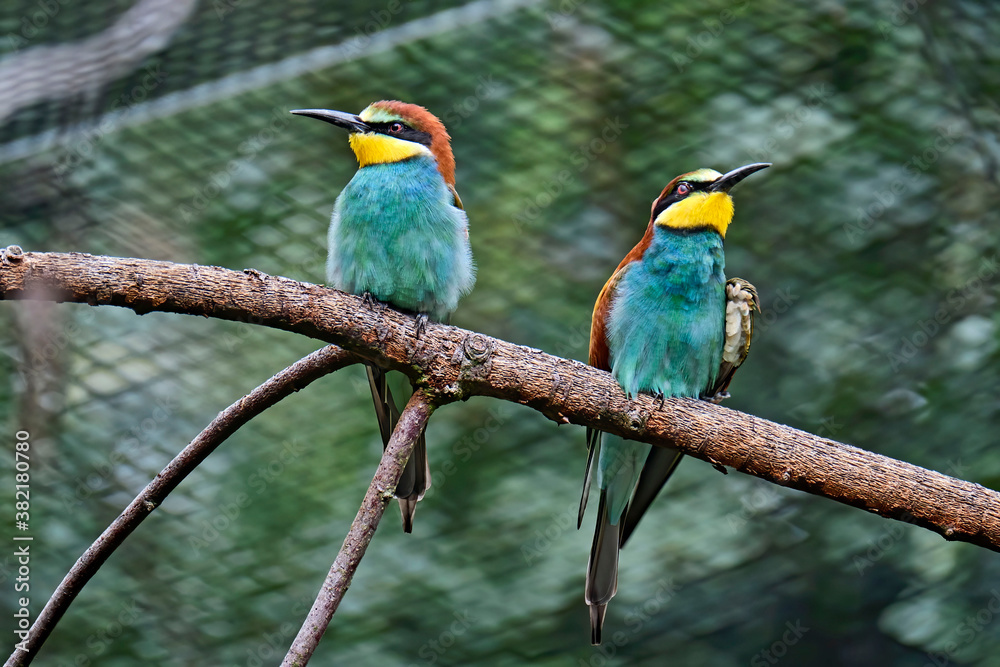 Bienenfresser ( Merops apiaster ). Bienenfresser ( Merops apiaster ).