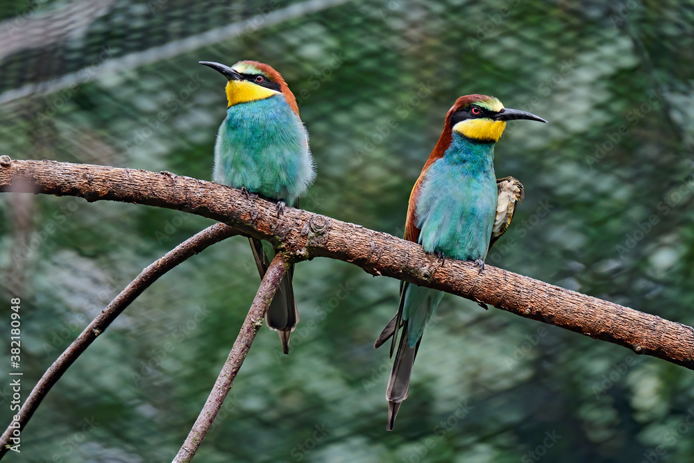 Fototapeta premium Bienenfresser ( Merops apiaster ).