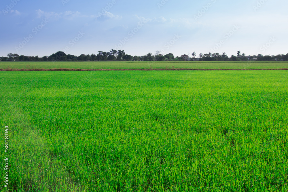 Thailand, Beautiful green rice fields for background.