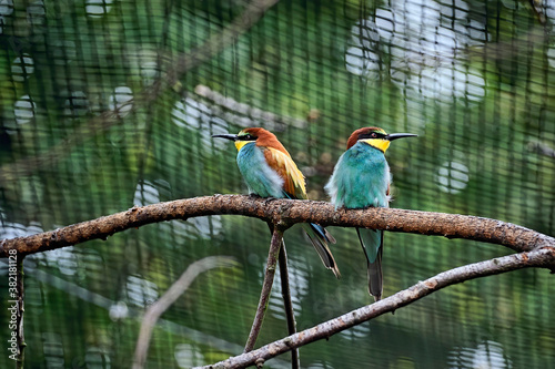 Bienenfresser ( Merops apiaster ).