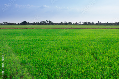 Thailand, Beautiful green rice fields for background.
