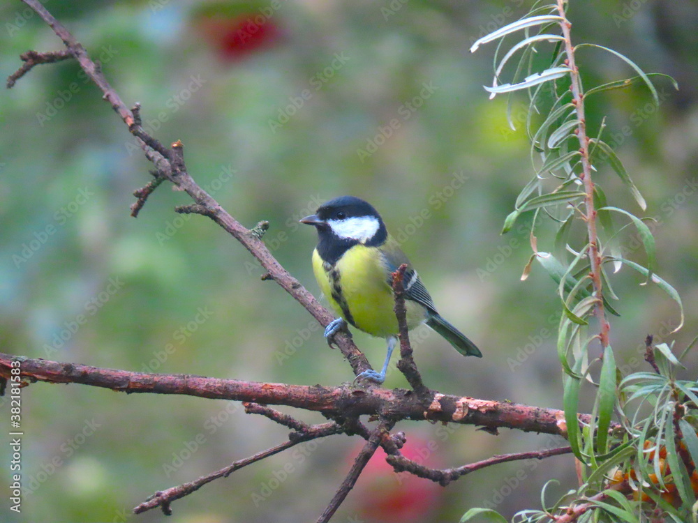 Naklejka premium Beautiful and colorful great tit (parts major) perching on an interesting tree branch