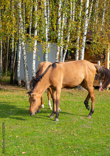 Young brown horses graze in a clearing against the background of birch trees on a Sunny early autumn day. © FO_DE