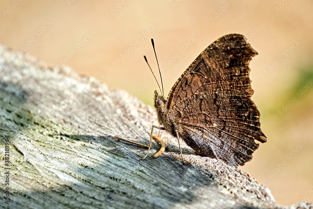 Obraz premium Tagpfauenauge ( Aglais io ).