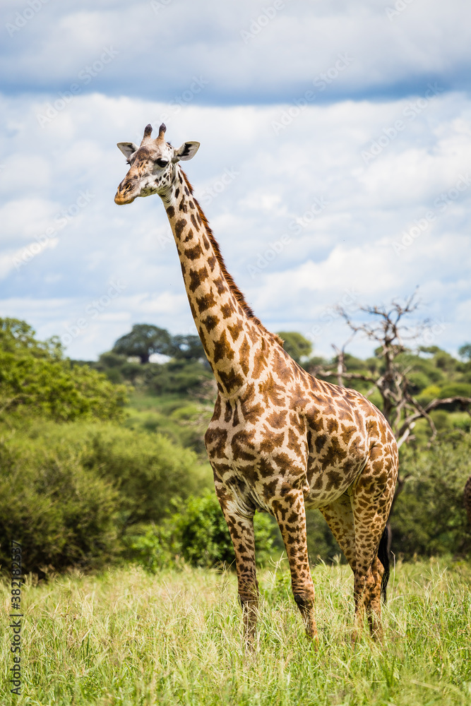 Obraz premium Giraffe in the wild