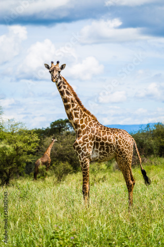 Giraffe looking directly to the camera with another in the back