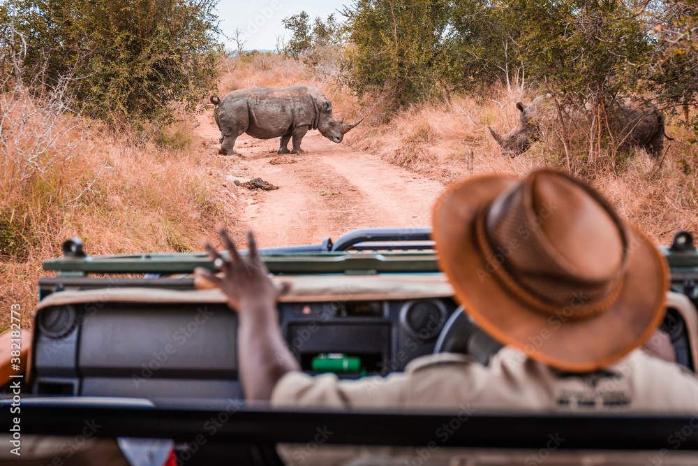 Safari guide in jeep with calming sign looking at rhinos in the wild - obrazy, fototapety, plakaty 
