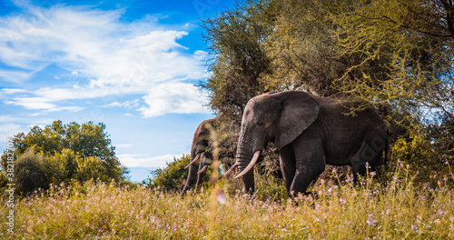 Pack of elephants walking out of the bushes in the wild