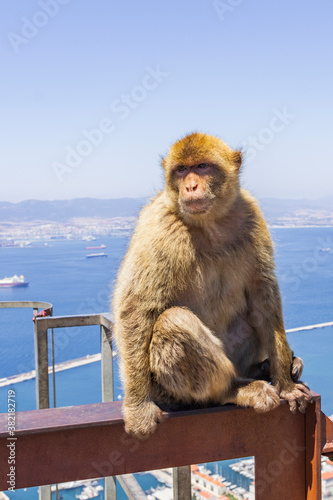 the legendary monkeys of gibraltar © Miguel