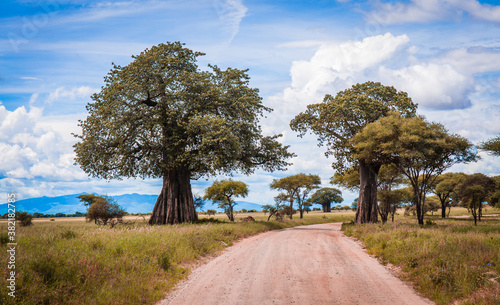 Safari road between baobab trees, cloudy blue sky photo