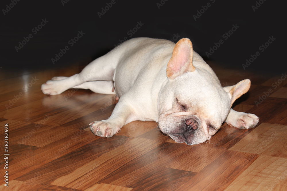 White french bulldog is sleeping happily on the floor.Puppy french bulldog is cute.