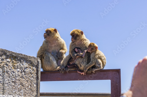 the legendary monkeys of gibraltar