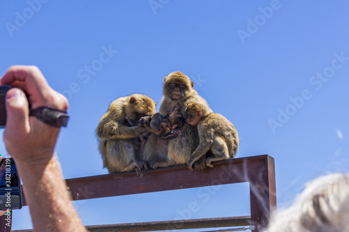 the legendary monkeys of gibraltar