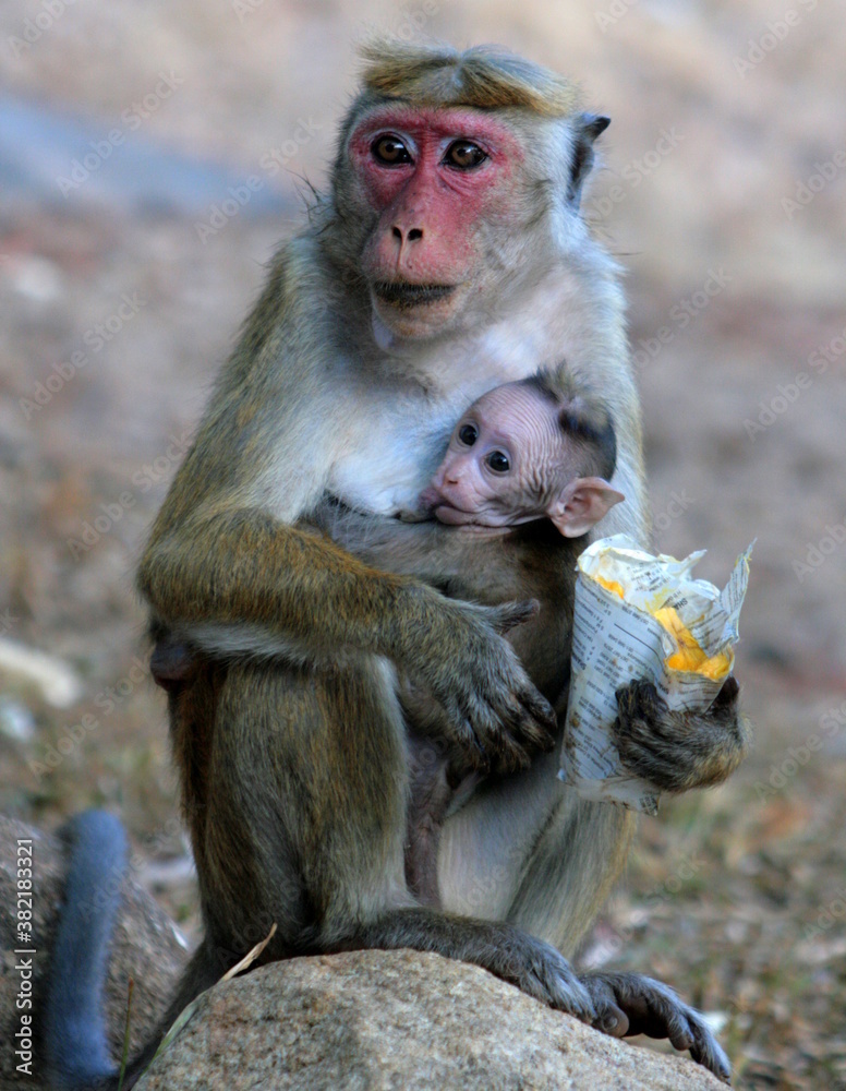 Naklejka premium Lo Spuntino.