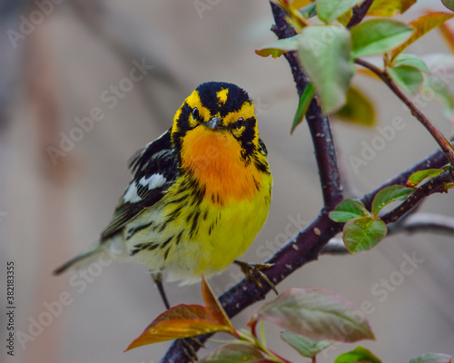 An adult male Blackburnian Warbler stages at Point Pelee during spring migration  photo