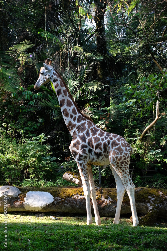 Obraz premium giraffe in the wild