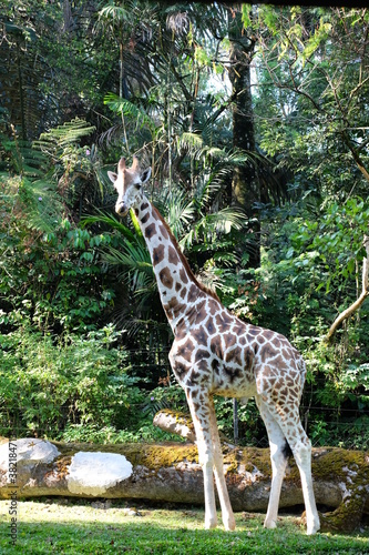 Photography giraffe in the zoo