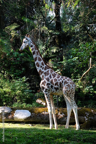 Photography giraffe in the wild