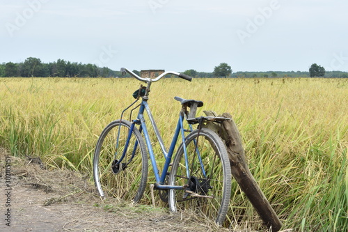 old bicycle that is on a rice farm