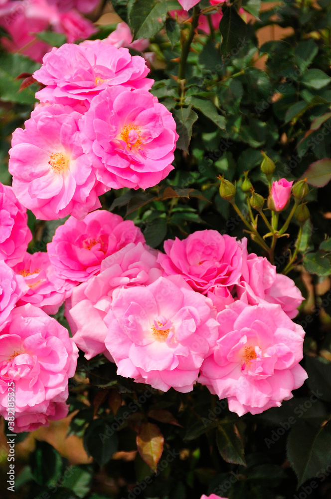 薔薇 薔薇