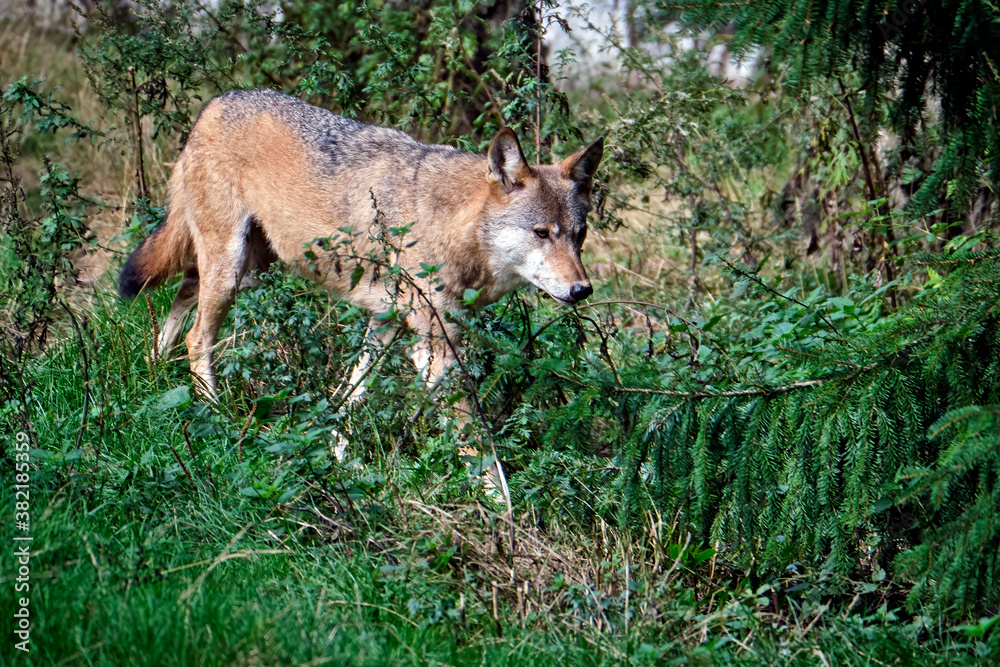 Europäischer Wolf ( Canis lupus ).