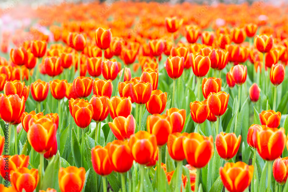 Orange tulip flower farm Orange tulip flower farm