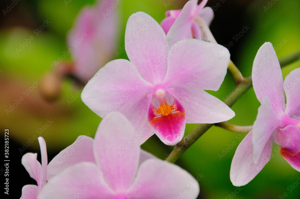 Fototapeta premium 蘭